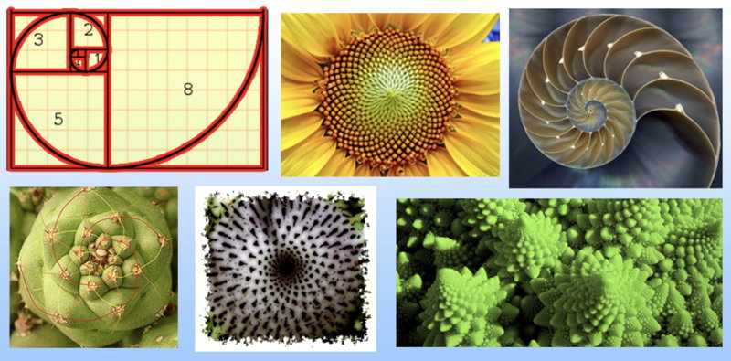 Fibonacci nature examples